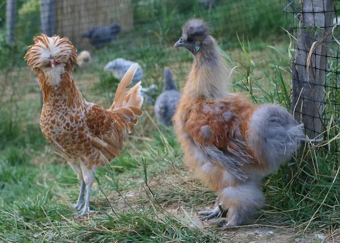 Ursteirerhof - Familie Kerschbaumer Oda ve Kahvaltı Paalsdorf